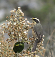 Plain-tailed Warbling Finch 